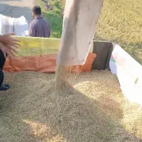 برنج طارم هاشمی کشت دوم درجه یک