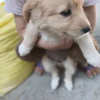 سه عدد سگ پا کوتاه|سگ|زاهدان, |دیوار