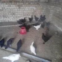 25عددمرغ بومی دم تخم