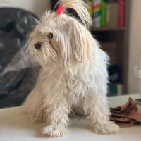 شیتزو تربیت شده|سگ|مشهد, شهید فرامرز عباسی|دیوار