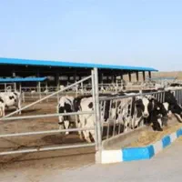به کارشناس یادانشجو علوم دامی علاقه مندبه گاوداری