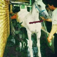 فروش خرید انواع اسب