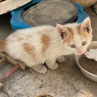 واگذاری بچه گربه