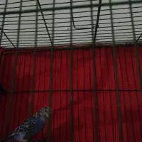 مرغ عشق سرحال وسالم|پرنده|زاهدان, |دیوار