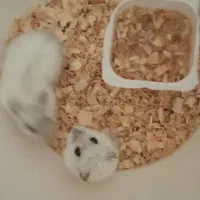 همستر های کوچولوی خانگی|موش و خرگوش|اسلام‌شهر, شهرک قائمیه|دیوار