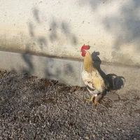 خروس محلی درشت سالم سرحال|حیوانات مزرعه|سیاهکل, |دیوار