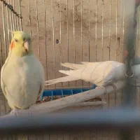 عروس هلندی خونگی، سالم و کاملاً رام|پرنده|باقرشهر, |دیوار