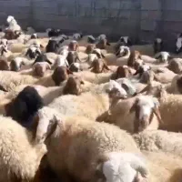 بره بومی درجه  فروش تکی  عمده بره چاق|حیوانات مزرعه|شاهین‌شهر, طالقانی|دیوار
