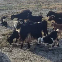 میش بره دار.بز کهره دار.چبش