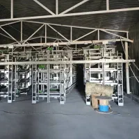 مرغداری تخم گذار