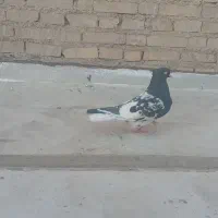 کبوتر