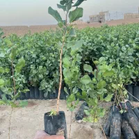 نهال پسته مهریز|خدمات باغبانی و درختکاری|مهریز, |دیوار