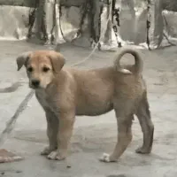 توله سگ پژدر گم شده