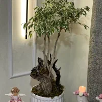 بنجامین پیوندی مناسب هدیه یا چشم روشنی منزل