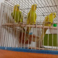 مرغ عشق