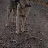 سگ پژدر|سگ|سنقر, |دیوار