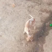 سک دنبلان|سگ|گلی داغ, |دیوار