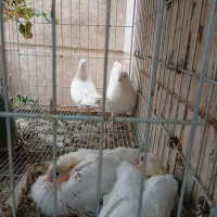 کفتر ای زیبا وپروندنی نقش