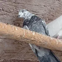کبوتر ـ کفتر