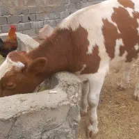 گوساله