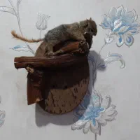 مجسمه تزیینی سنجا ب