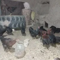 مرغ وخروس واسکن خورده