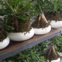 گل بنسای میخک پتوس حصیری انتریوم