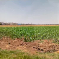۵ هزار متر زمین کشاورزی اغبالیه .سلطان اباد