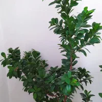 بنسای سرحال