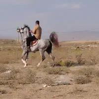 اسب عرب نریان