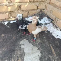 فروشی|پرنده|امیدیه, |دیوار