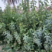 تولیدی و نهالستان محمد|خدمات باغبانی و درختکاری|اصفهان, محمودیه|دیوار