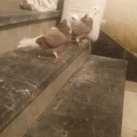 کبوتر شازده سرول تهرانی