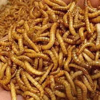 میلورم و سوپرورم(زنده) جیرجیرک