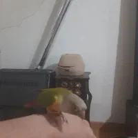 طوطی گیرینچیک رام سخنگو۸کلم حرف میزنه، معاوضه دارم|پرنده|بومهن, |دیوار