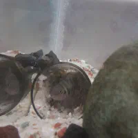 اکواریم|ماهی|رباط‌کریم, نصیرشهر|دیوار