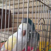 طوطی راهب کرمینو و آبی مولد تضمینی