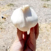 سیر|عمدهفروشی|کارزان, |دیوار