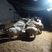 بره چاق ترکی|حیوانات مزرعه|آباده, |دیوار