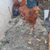 مرغ خروس