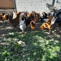 مرغ درجه یک فروشی و جوجه بوقلمون فروشی