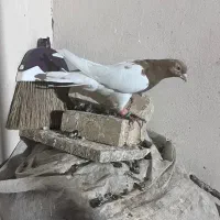 کفتر رنگه|پرنده|مشهد, شهید قربانی|دیوار