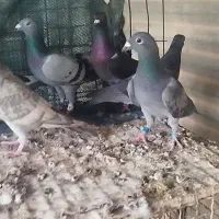 کبوتر پلاکی ماده