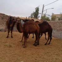 5 تا. شتر چاق|حیوانات مزرعه|قم, تعویض پلاک|دیوار