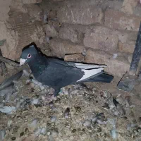 شازده کلاهی|پرنده|رفسنجان, |دیوار