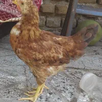 فروش یک جوجه خروس ۴ ماهه اصل گلپایگانی