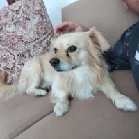 سگ بامر روباهی بافهم|سگ|بوشهر, |دیوار