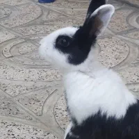 200|موش و خرگوش|دورود, |دیوار