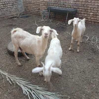 بز شکم اول با یکی کره نر و یکی مایه نزائیده