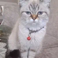 گربه ماده بریتیش بلو پوینت،(فحل شده)